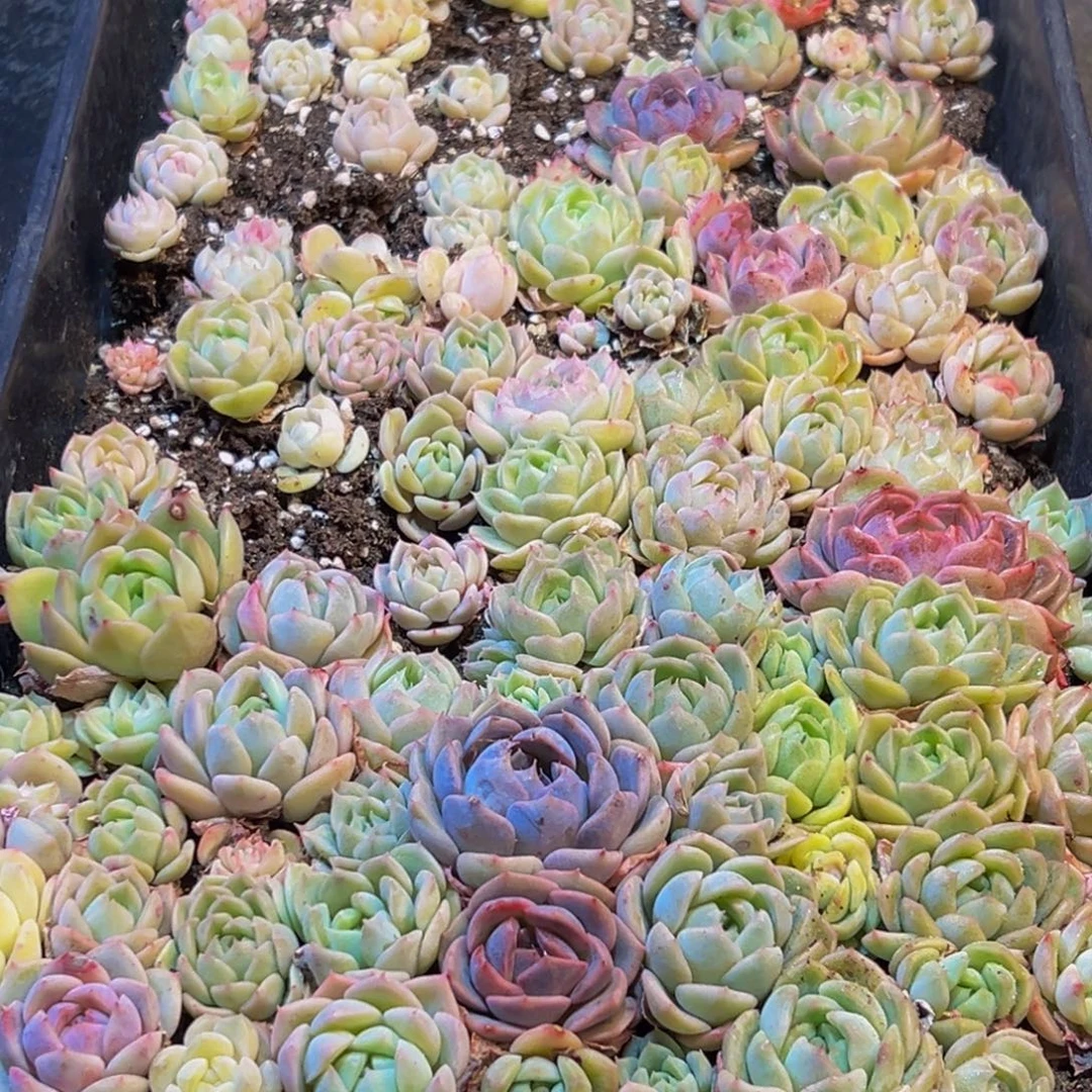 726多肉葡萄的味道是什么味道的呀