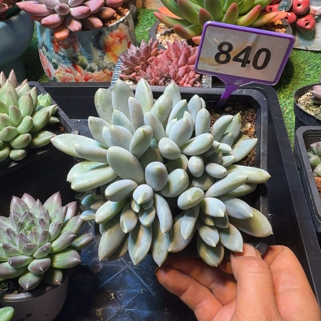 勇***前多肉植物胖体哥特840