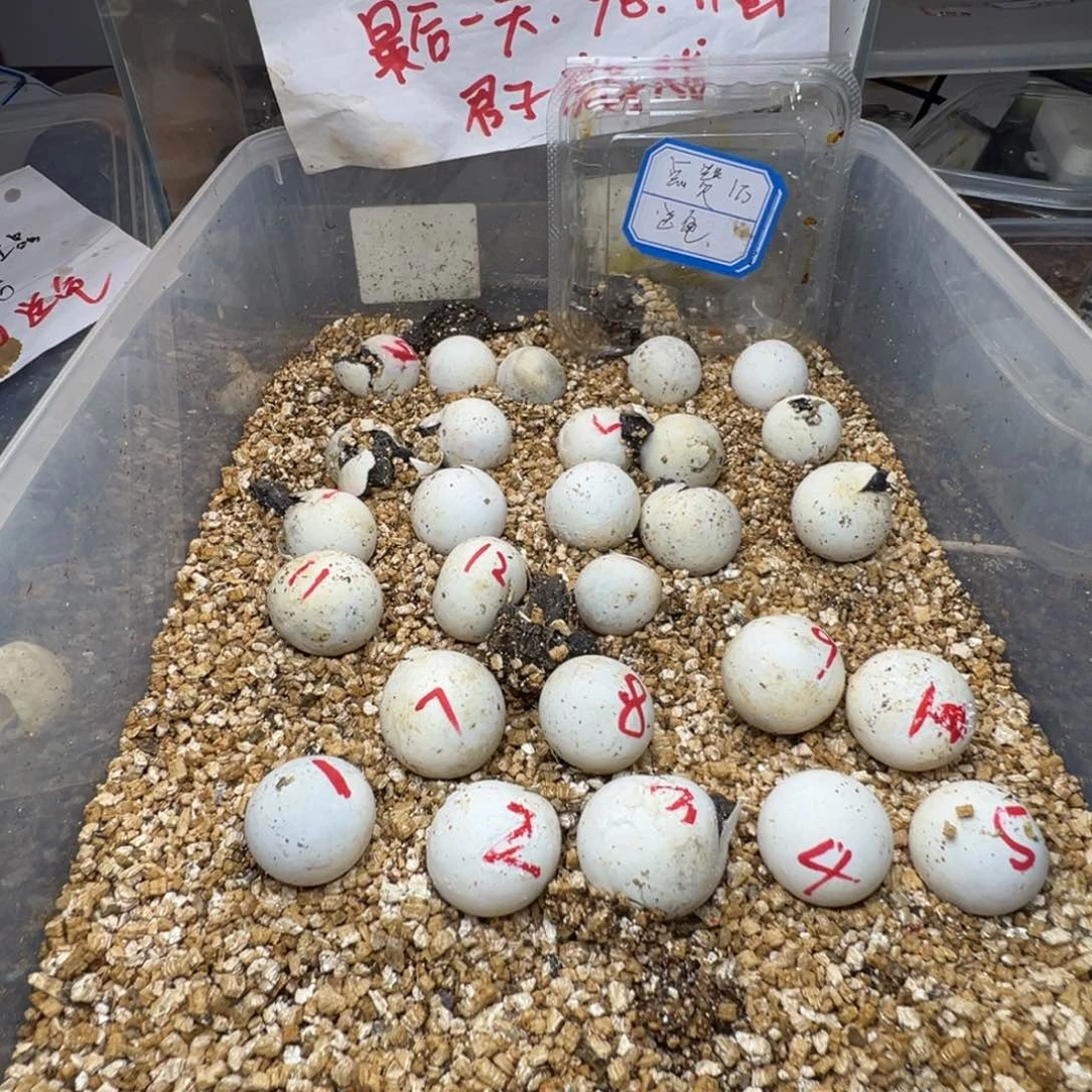 母小鳄龟扎*下5颗