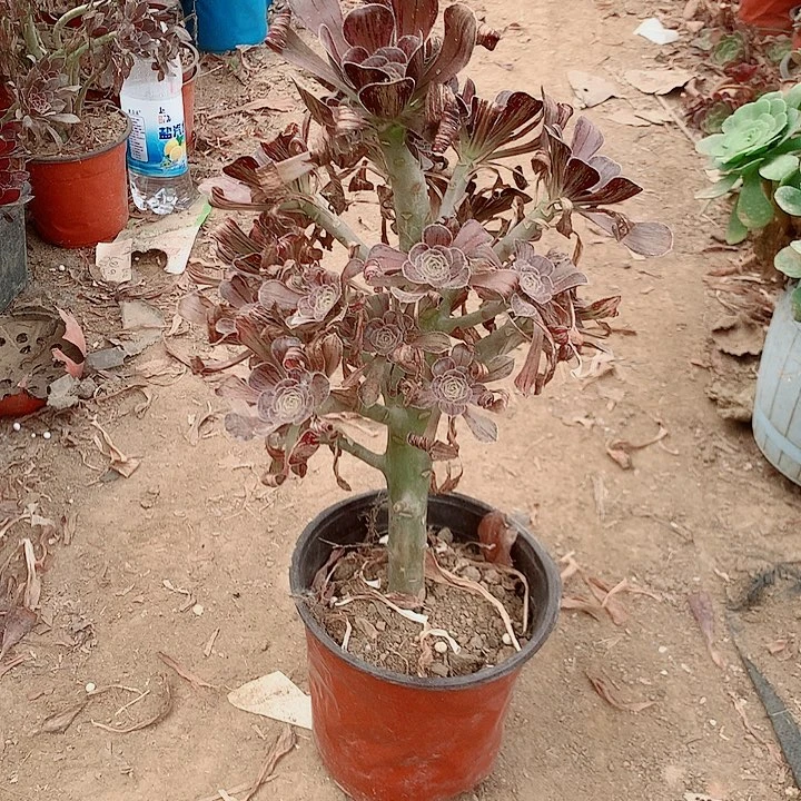 多肉植物拉丝镜4号