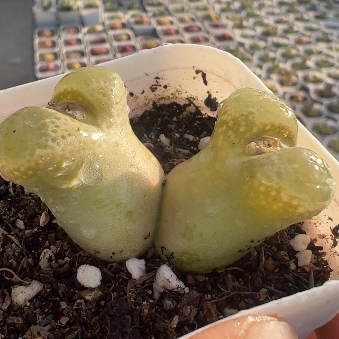 多肉植物百科369