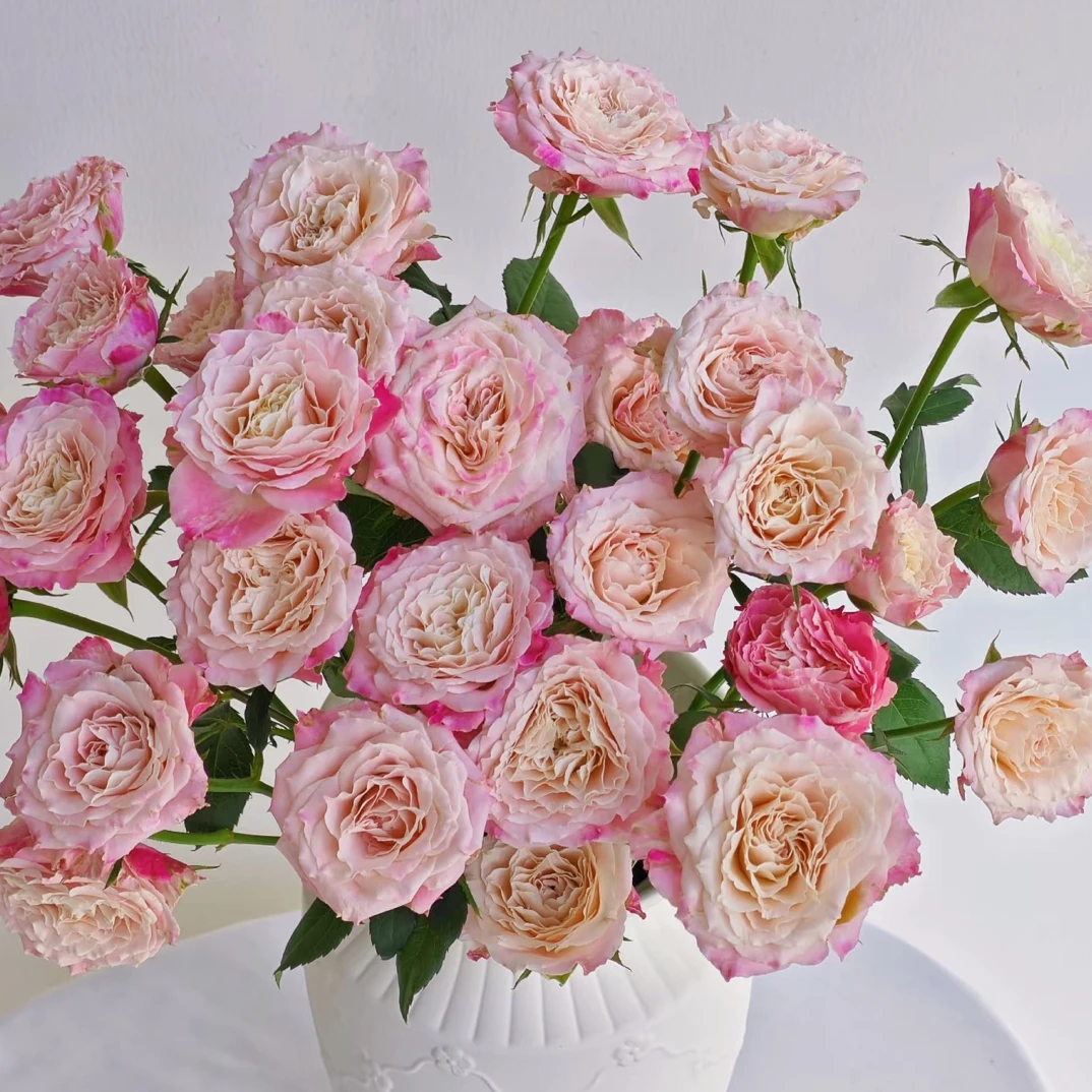 乐悠泡泡  玫瑰云南基地直发【10%不售后】