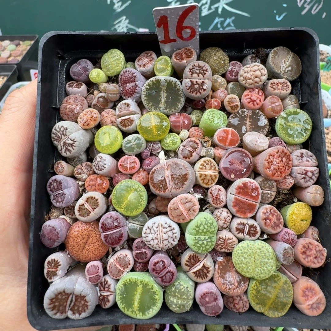 特价高混带盆土 16