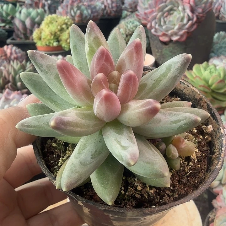 乌拉克拉多肉植物盆栽
