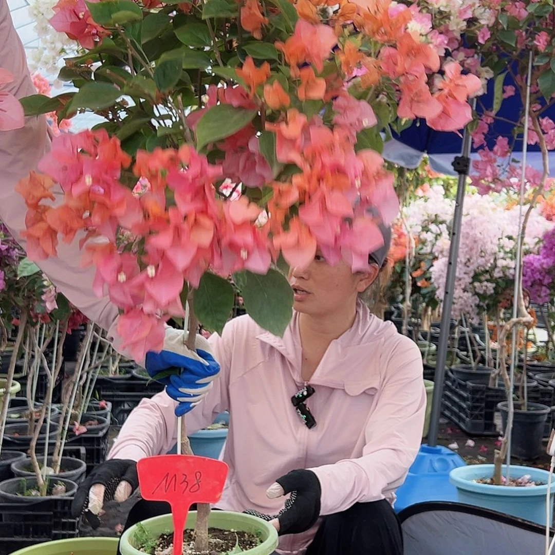 清****大部分花苞少量开放M38波妹