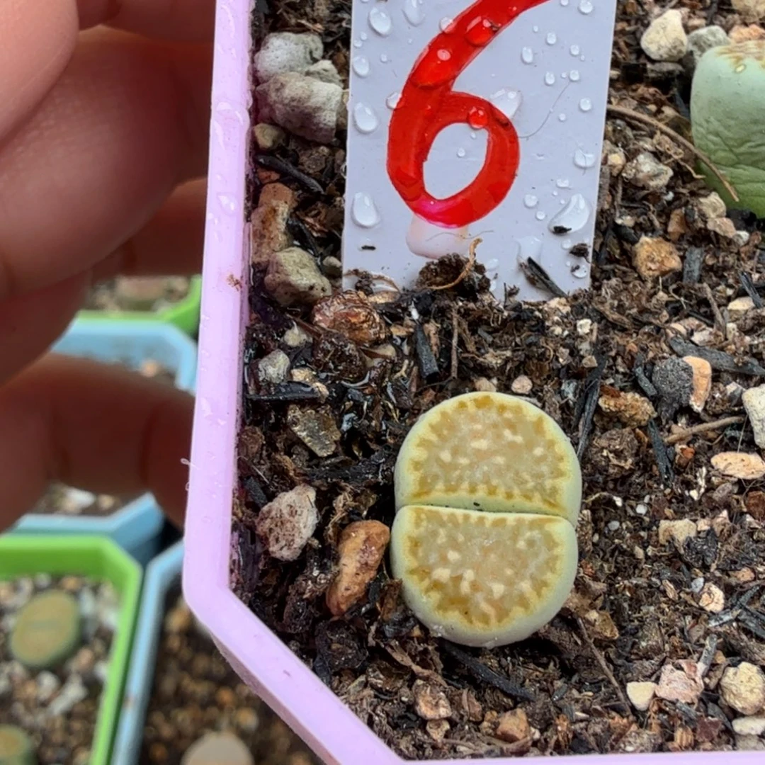 青柠脱土发货   6