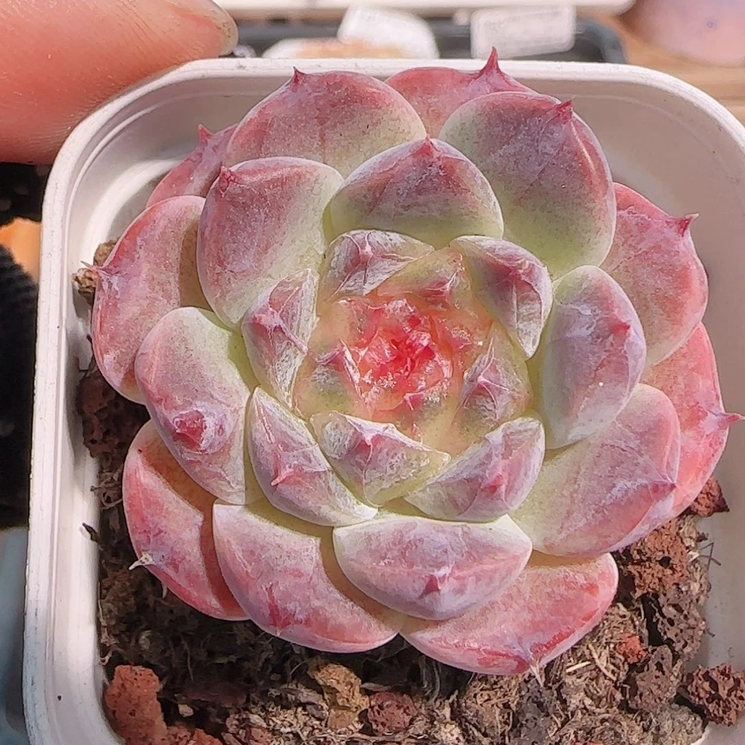 多肉1029--191秘境冰魄