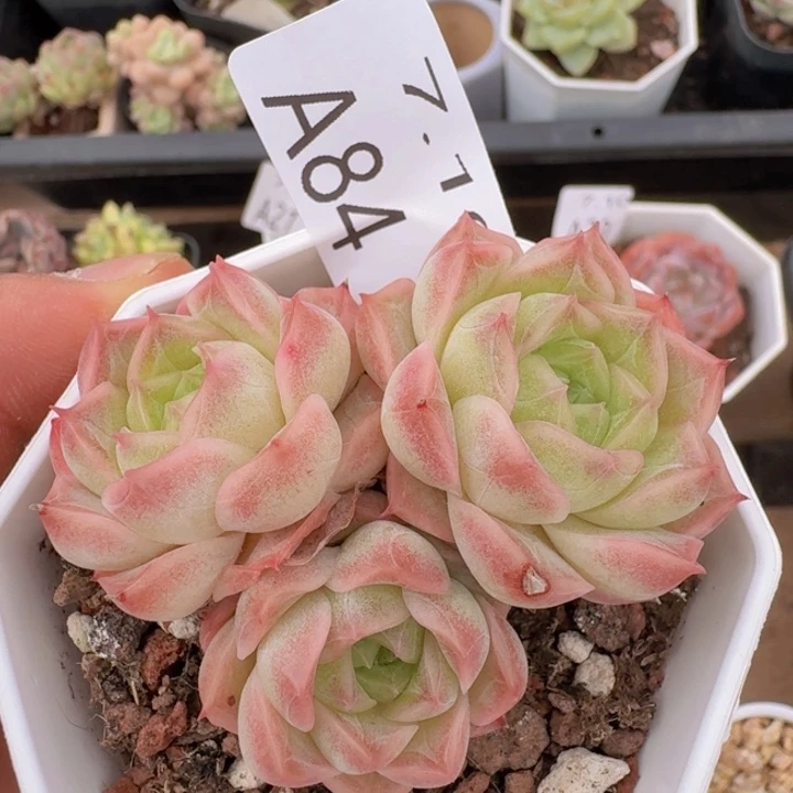 水晶珍妮单头一颗