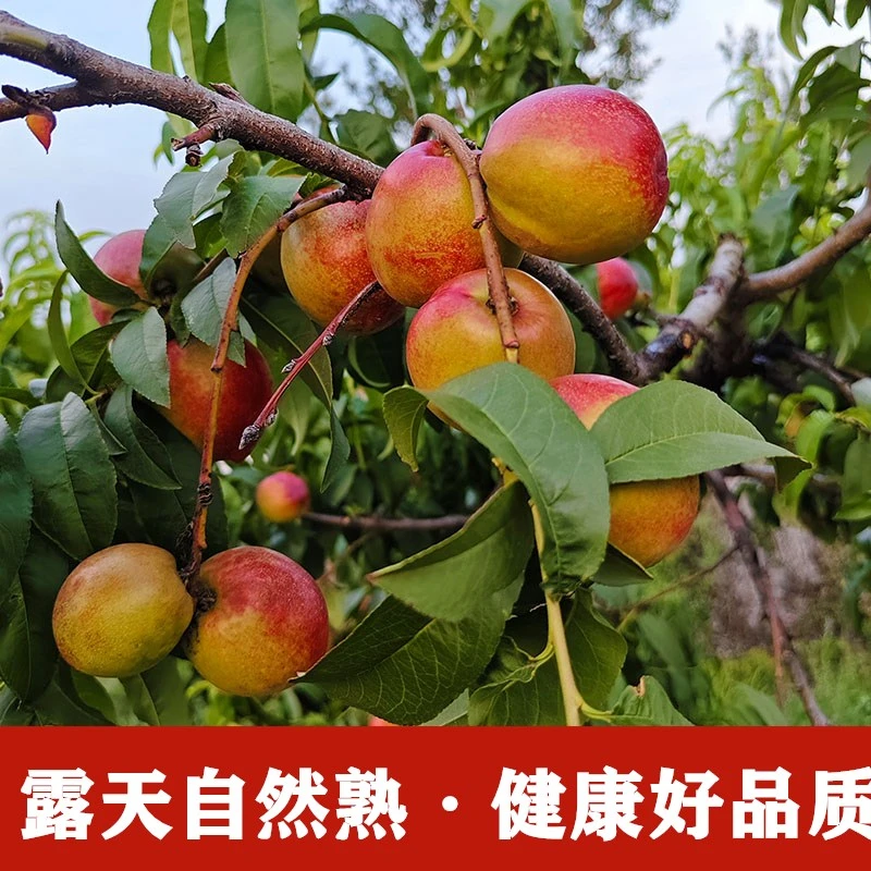 精品水果新鲜采摘黄心脆甜油桃湖北露天种植自然成熟
