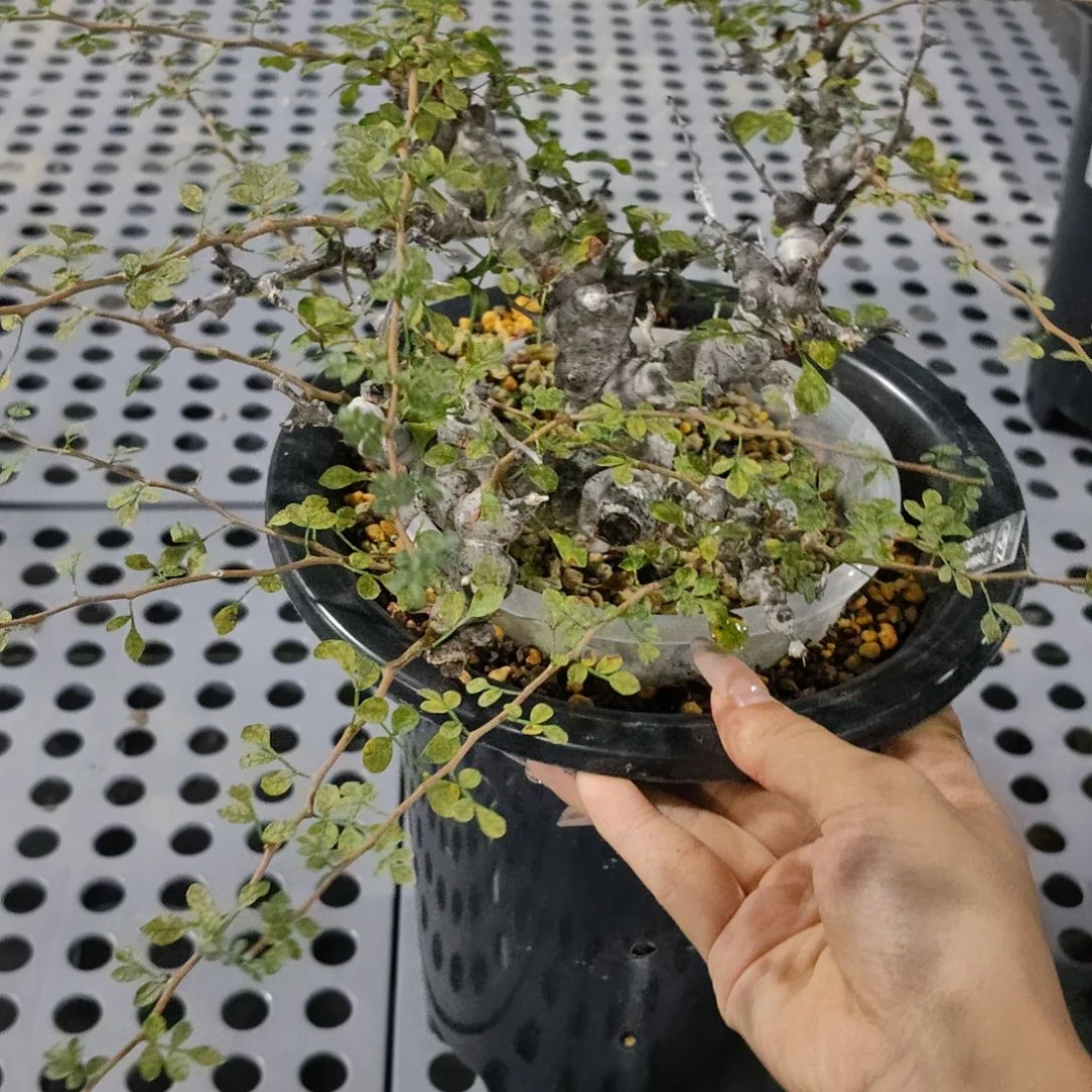 念珠橄榄熟桩可寄养