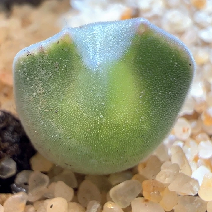 527。 青蛙种源大眼空蝉。干疤二退福利