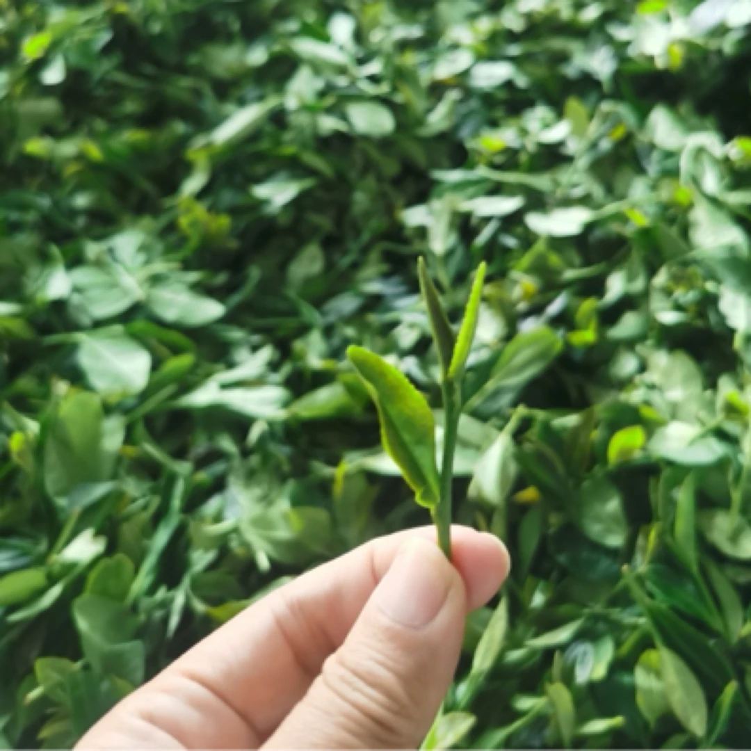 春茶·大叶茶·口粮茶