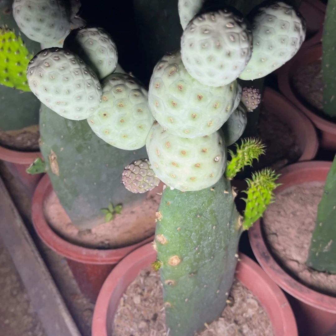 蓝白皮到掌发一物一拍