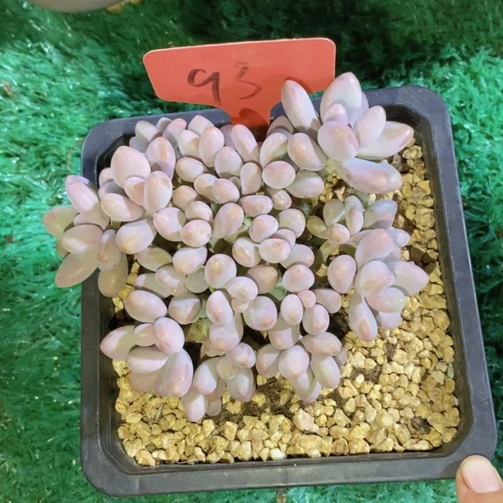 这个我都想了啊好