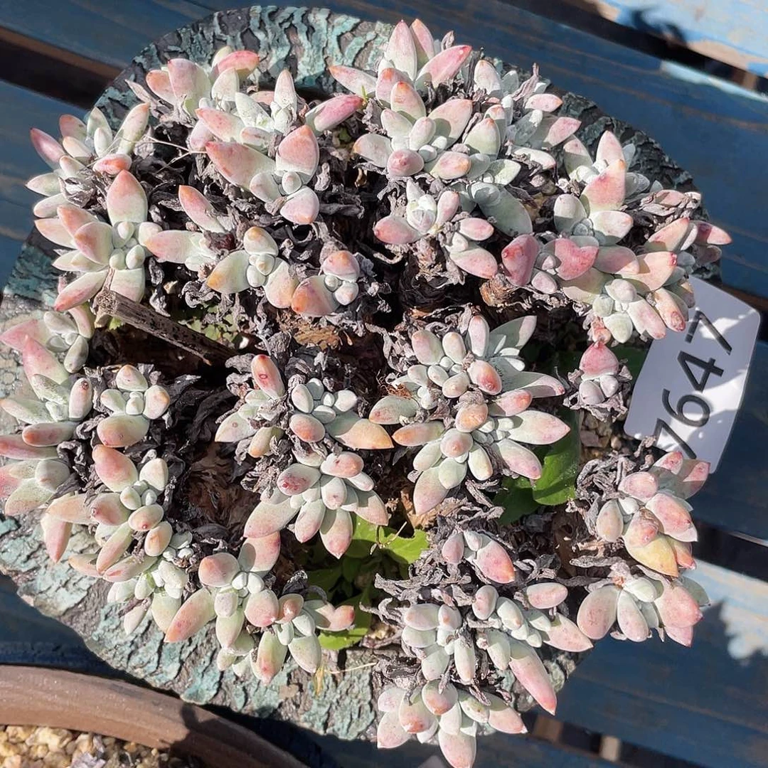 豆豆大群多头老桩7647