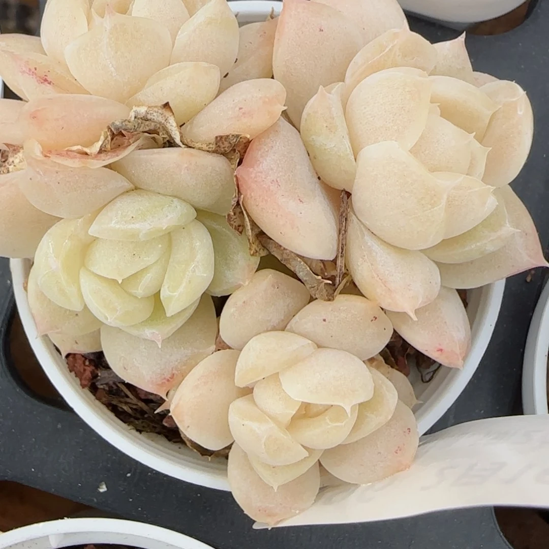 花语逸境0216-296开播福利