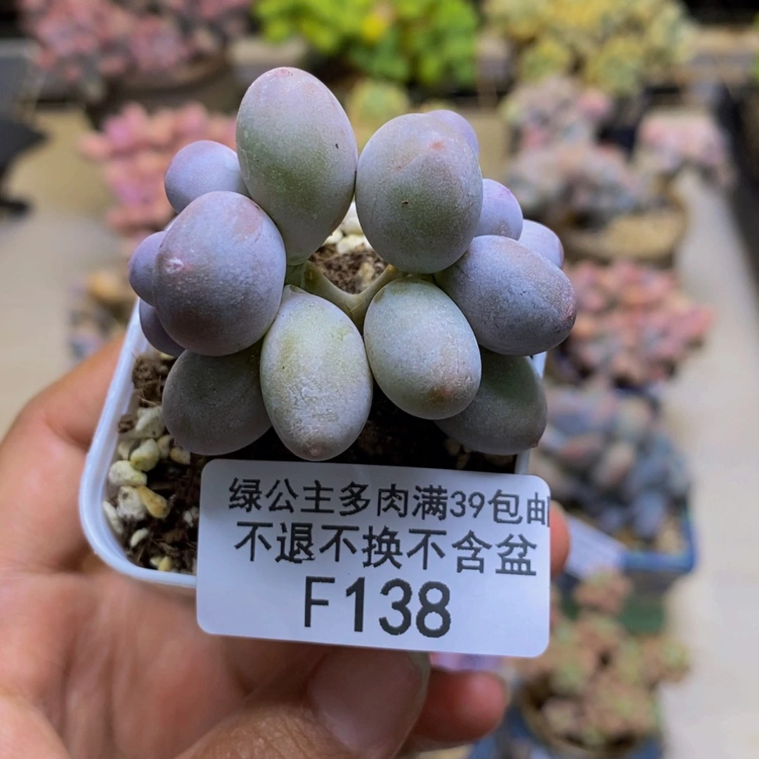 138糖豆奶多肉4cm