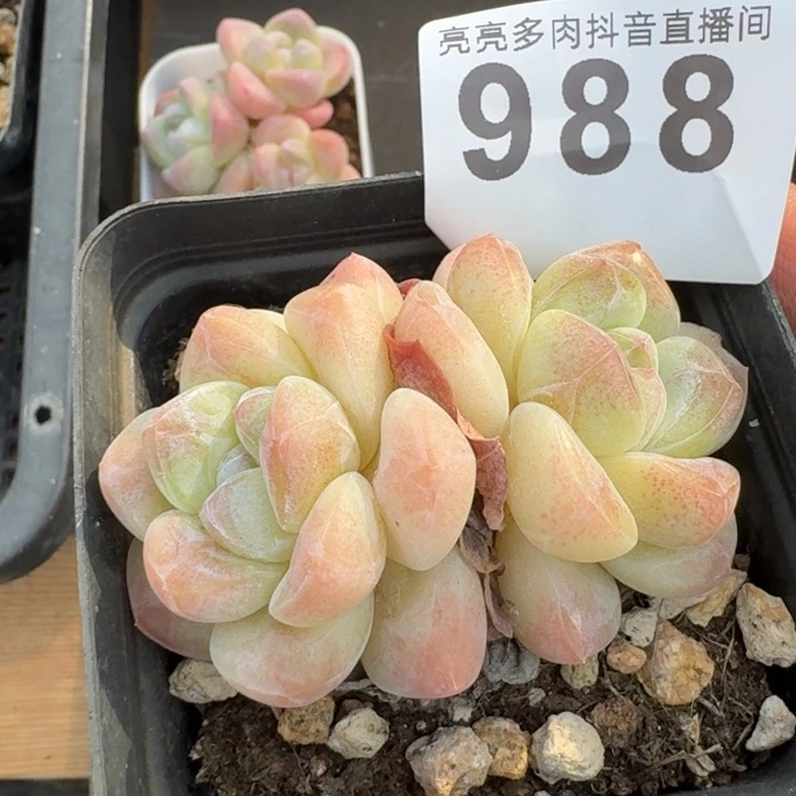 冰玉            多肉植物