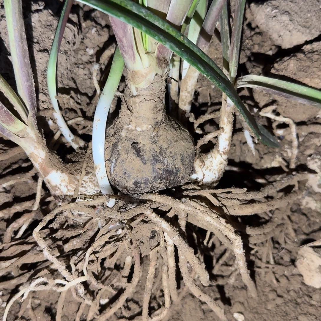 梦幻洛丽塔5.5厘米带6侧裸根一棵