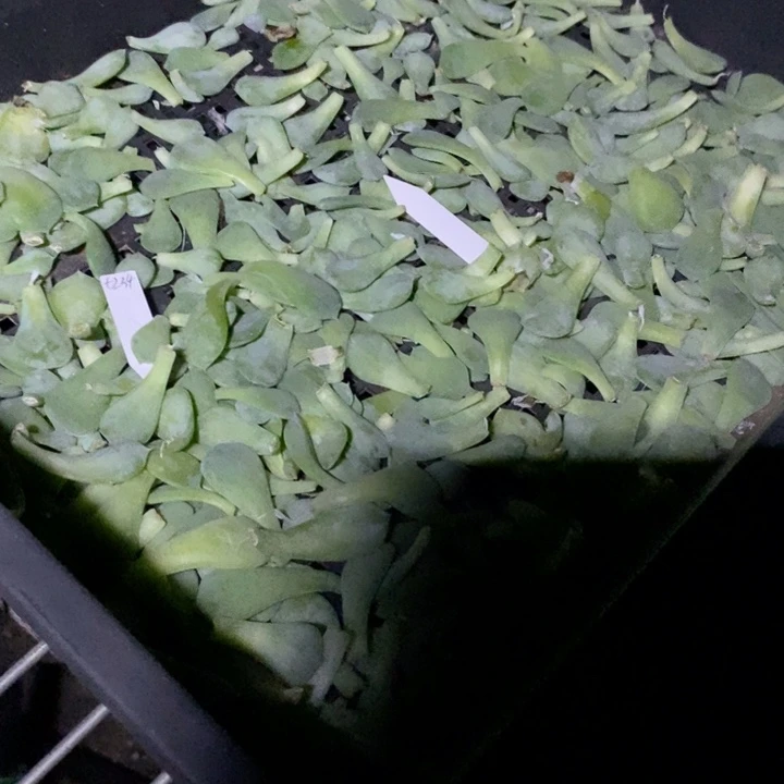 12款不重复甜心叶片