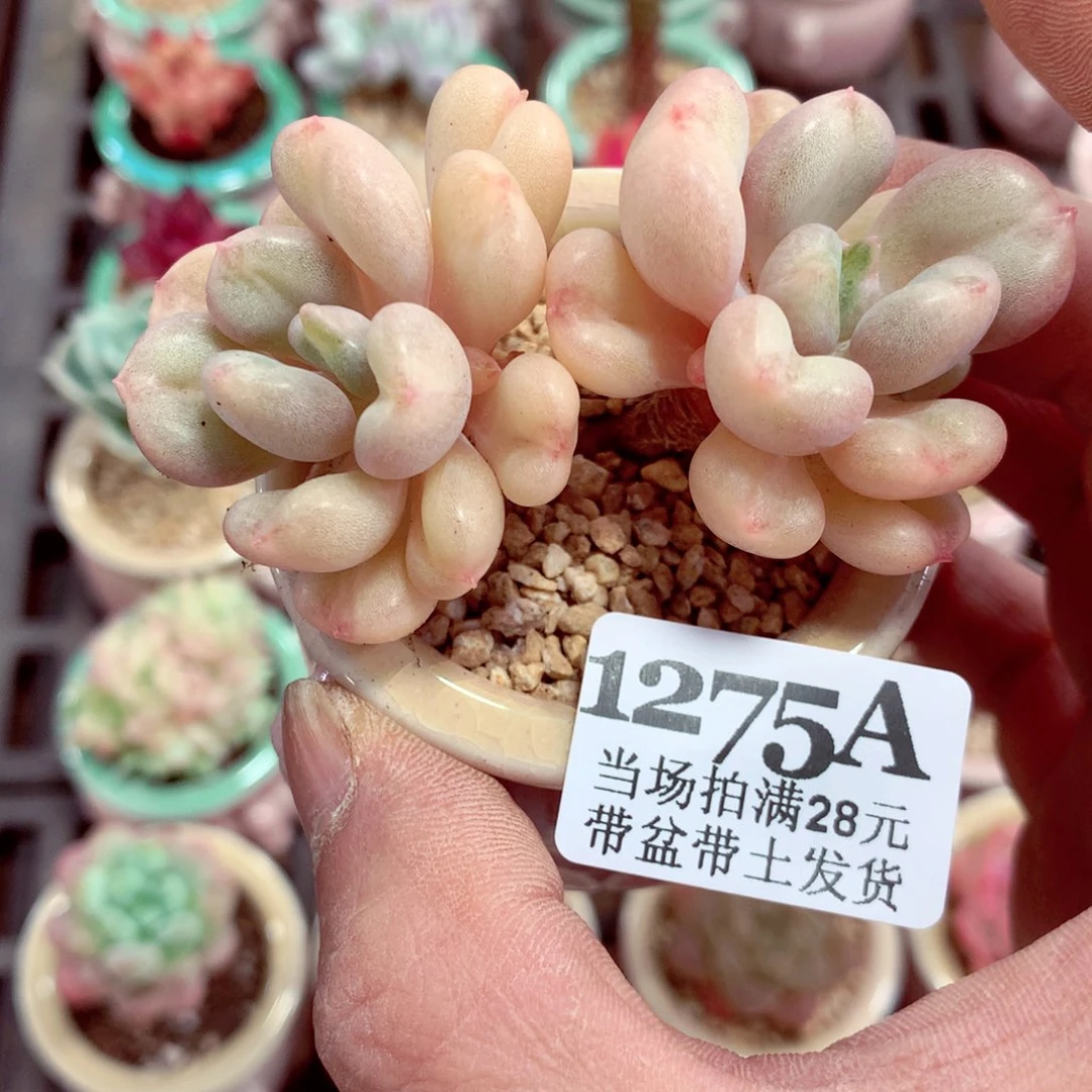 5厘米盆精控多肉1275