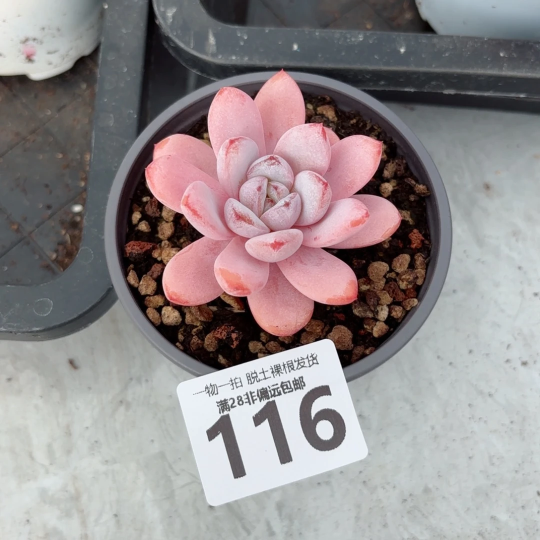 星星雪单头无盆土发货