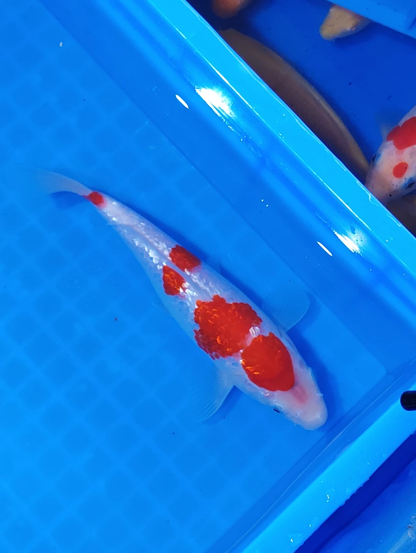 红白锦鲤活体小鱼