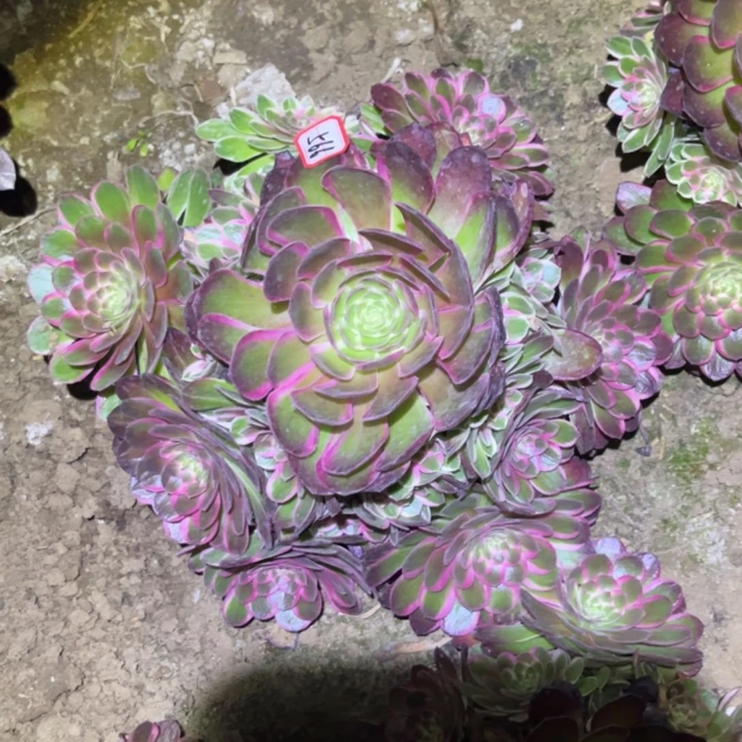 566多肉植物孔雀翎