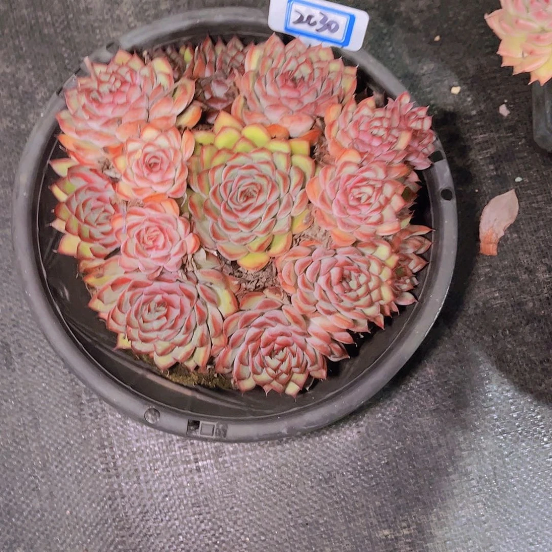 宗***）2030大荷花一颗寄养