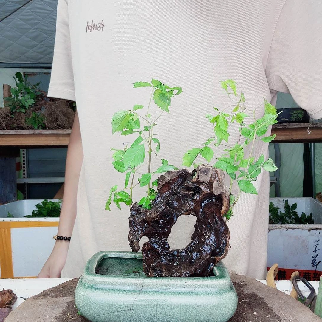 无花朵18黄荊盆景到手一颗