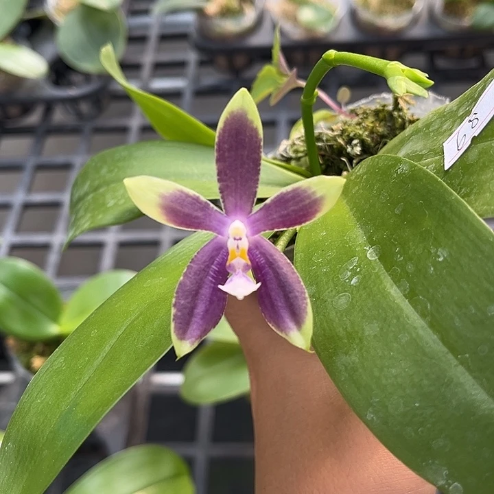 完全开放2.8寸杯盲盒