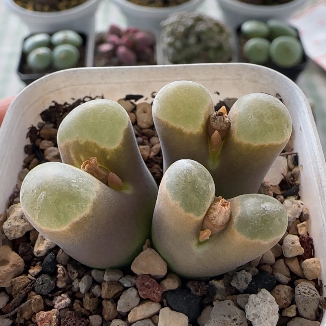 克里普兰磁铁风铃3