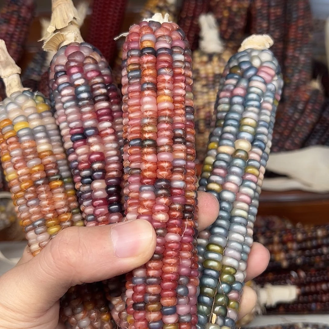 肉***妈文玩玉米毛料精品