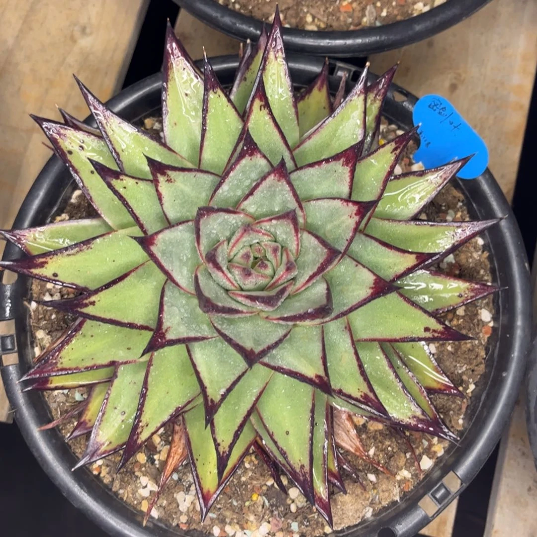 白***座z先生多肉寄养白羊座