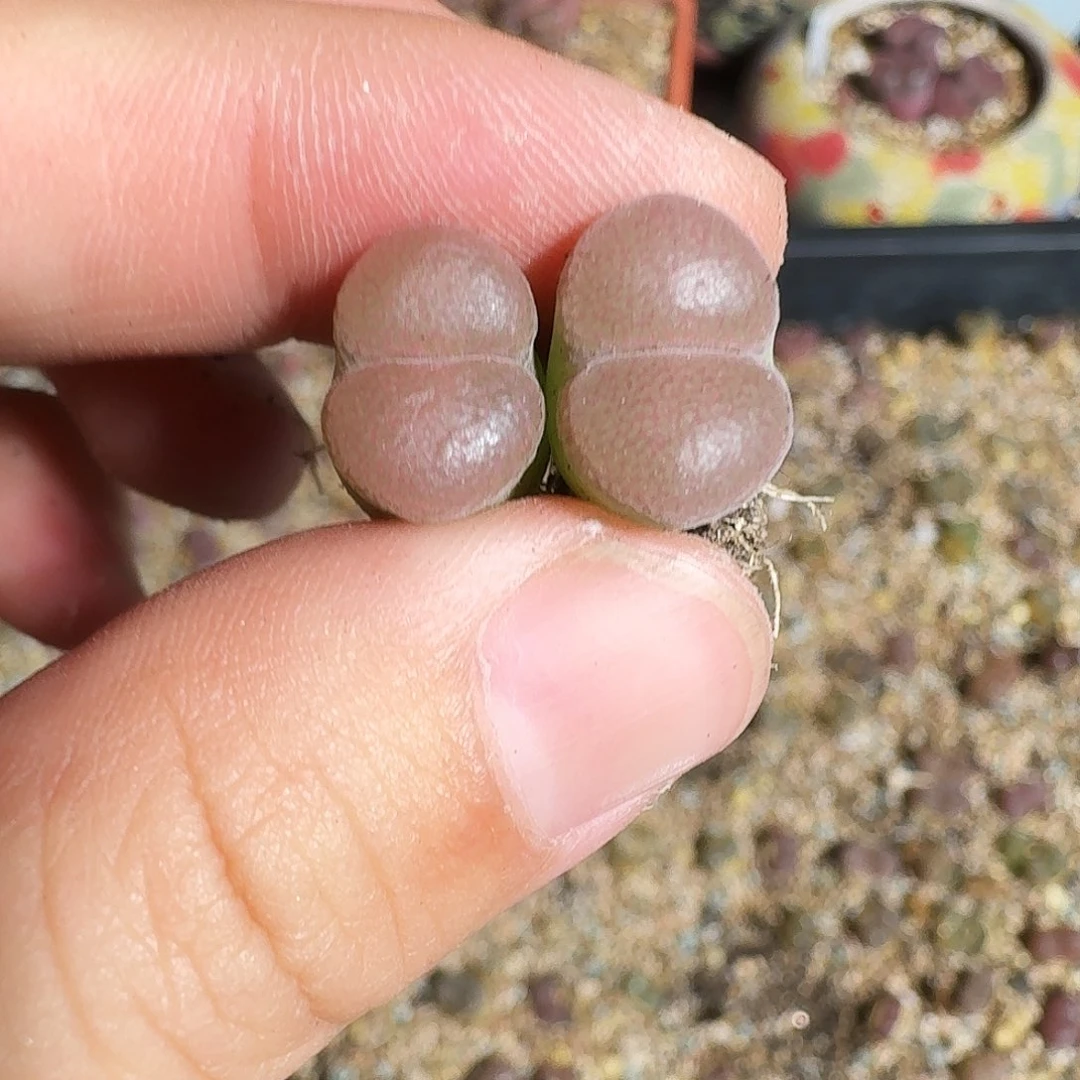 无花朵爱***猫多肉植物269