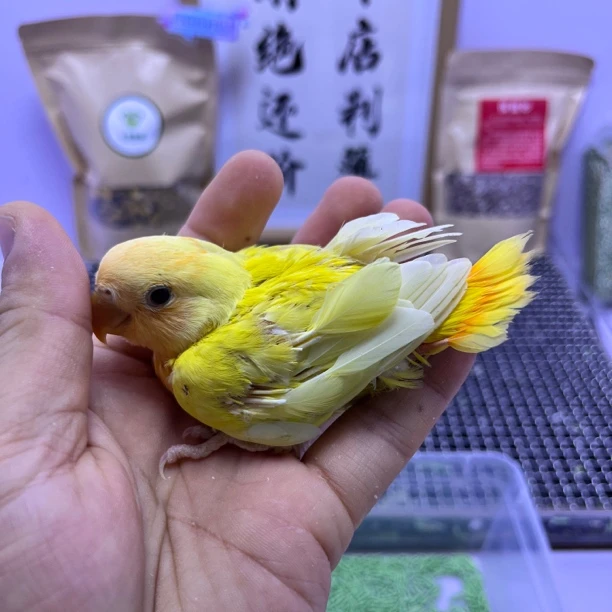 牡丹鹦鹉-特价有咬毛金头黄化闪公H83100