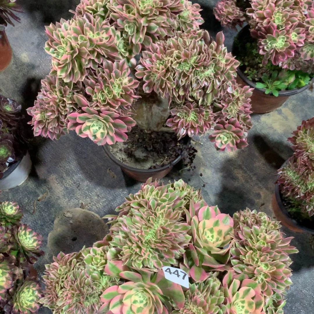 【闪购商品】446.447女巫追两颗