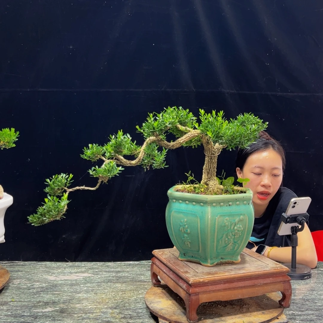 无花朵广东黄杨四季常青