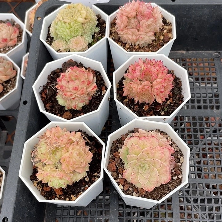 薇薇安园艺多肉28006