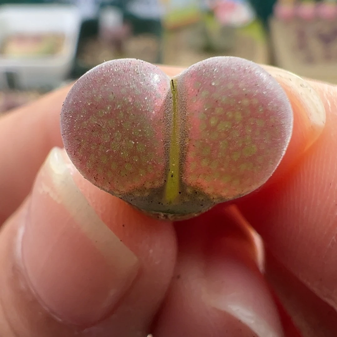 G7.6/1772。pv1089鲑鱼粉2.5年