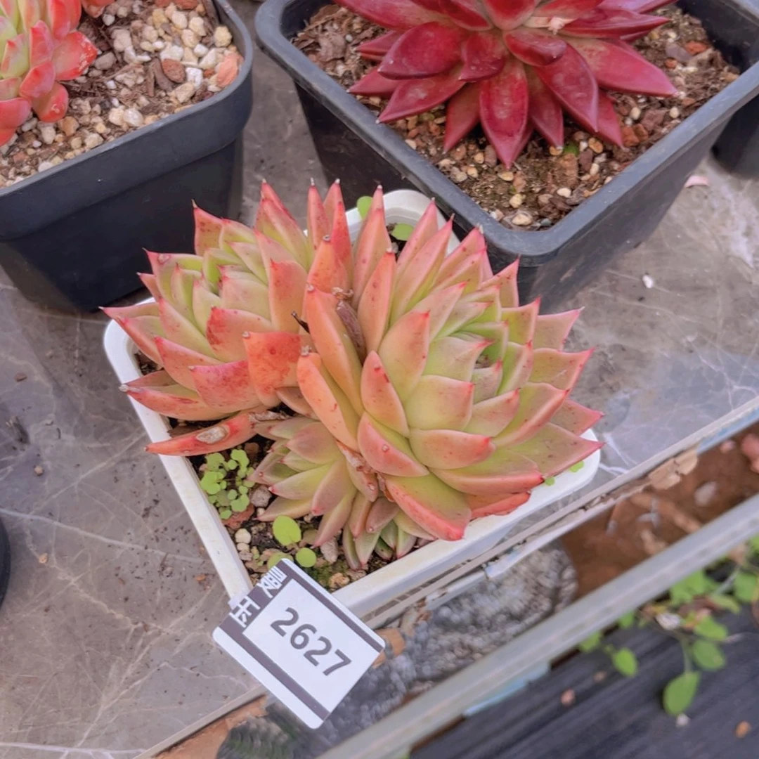 麦秆多肉植物2627