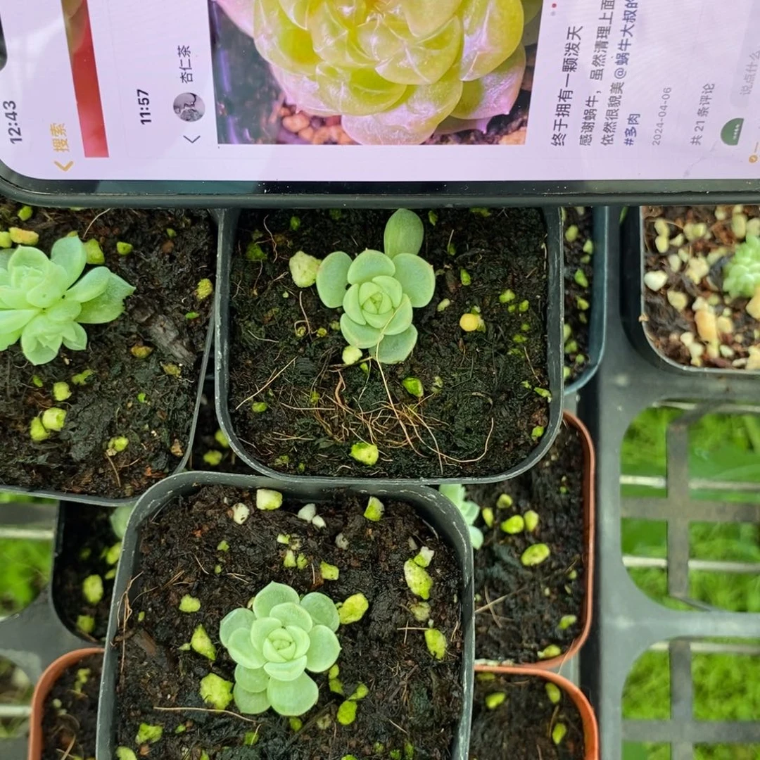 上盆泼天财富小苗一个多肉量拍