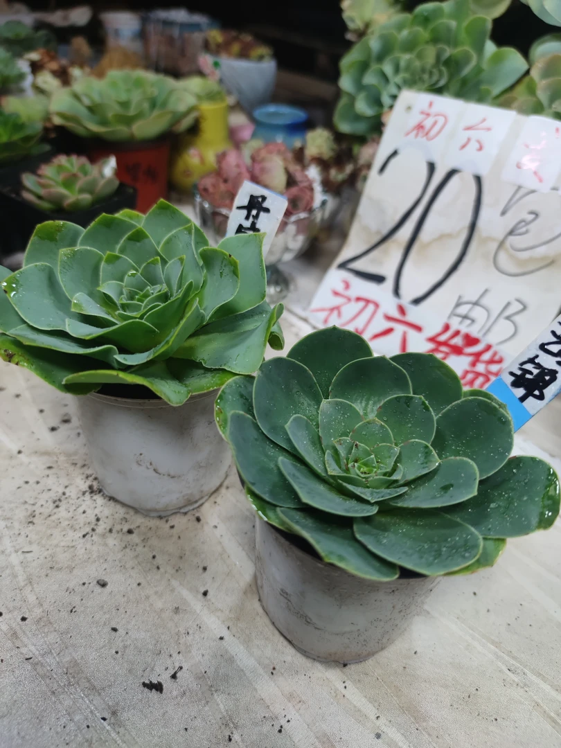 20包邮，山地玫瑰脱土丹凤云锦