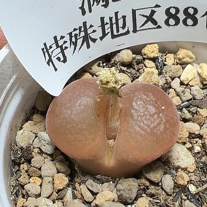 093号特价风铃多肉植物