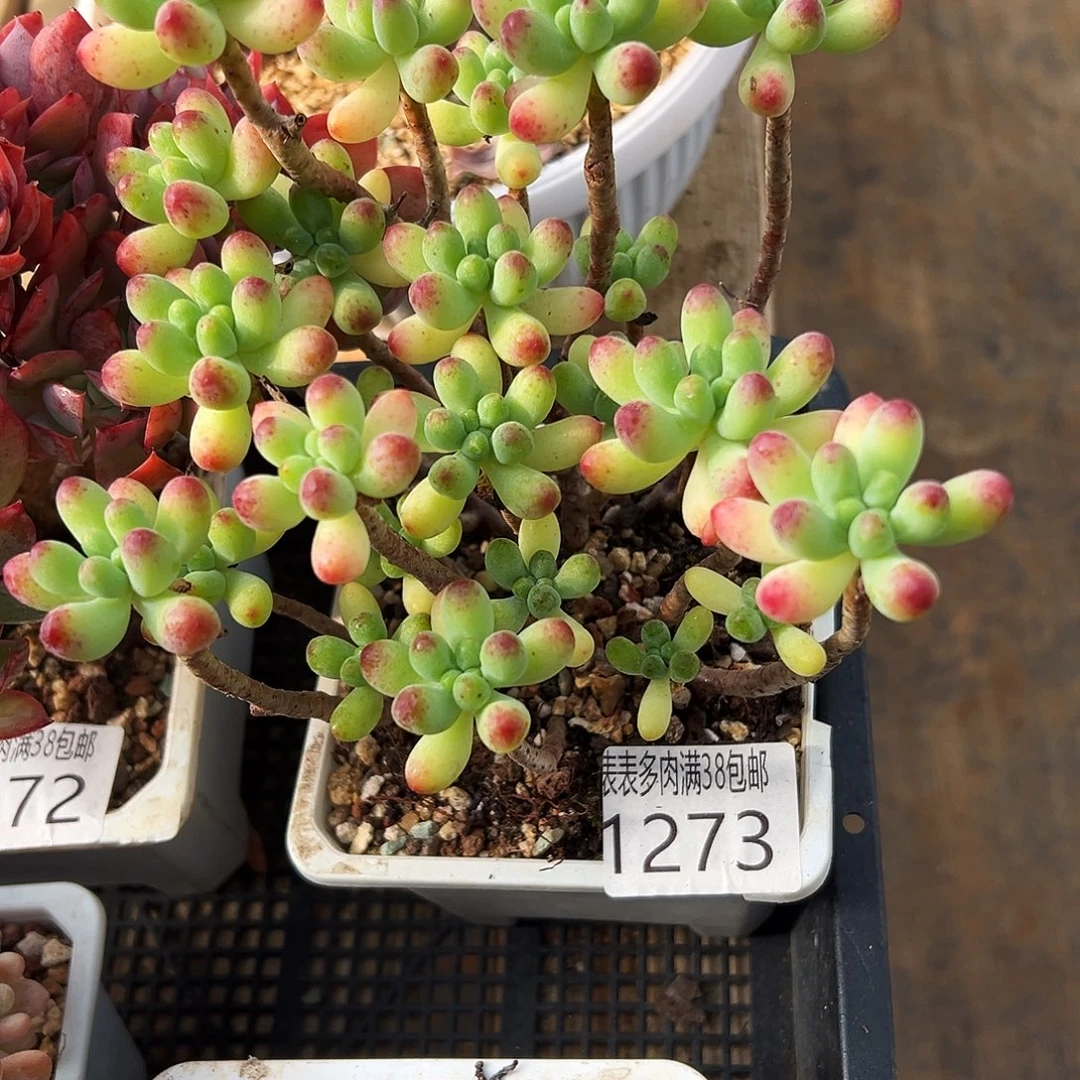 多肉一物一拍植物1273