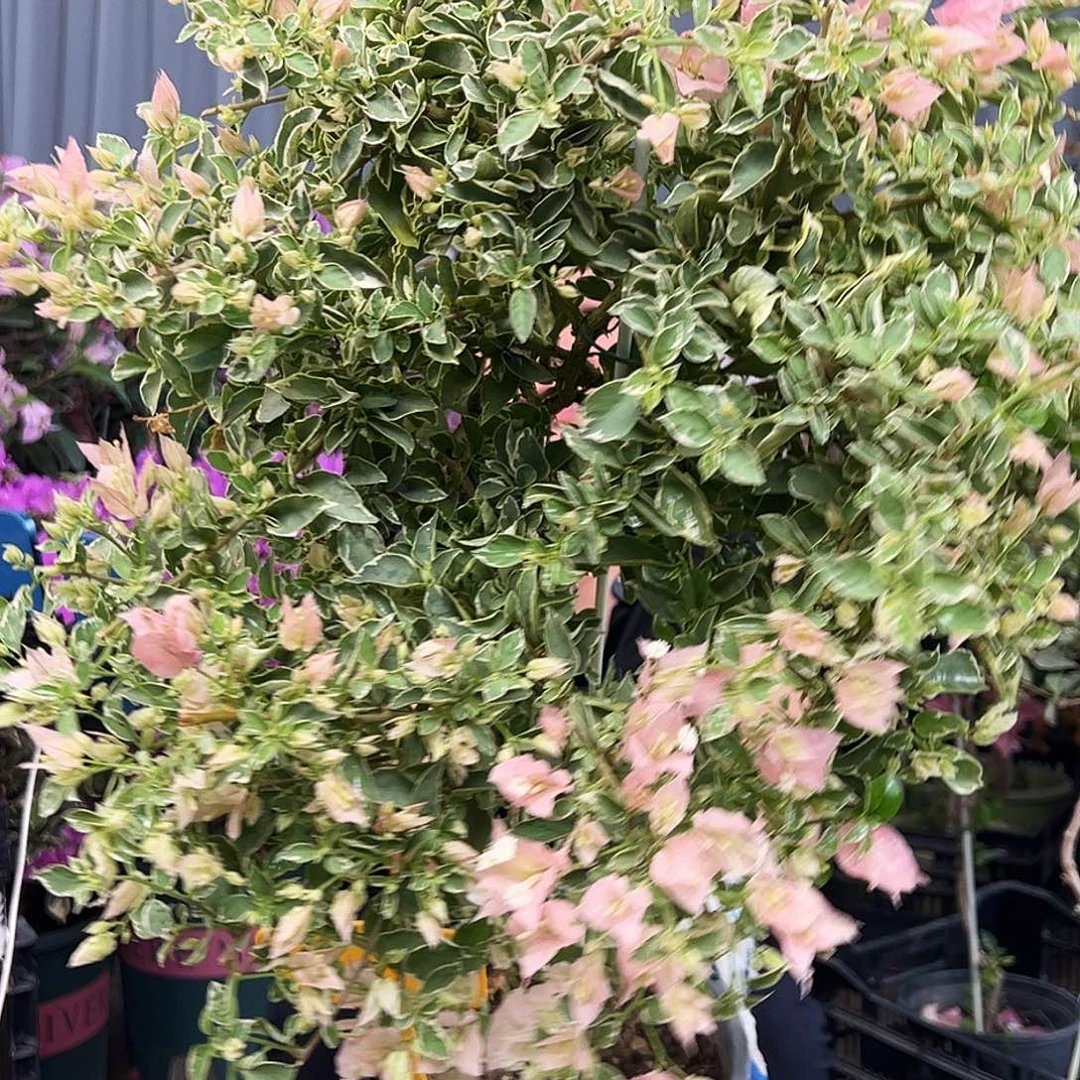 徐****大部分花苞少量开放F89少女心