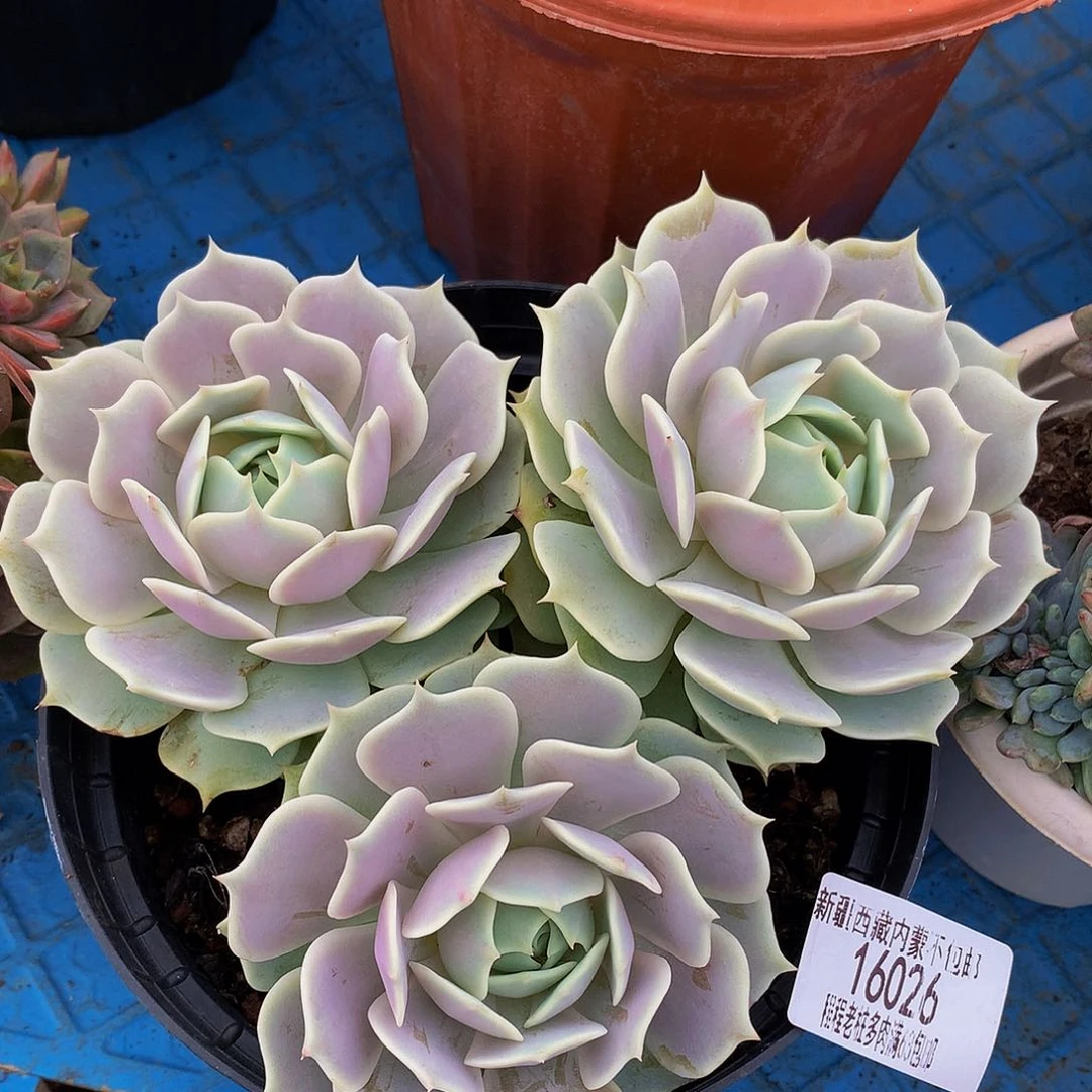 一***禾露娜连16026多肉多肉