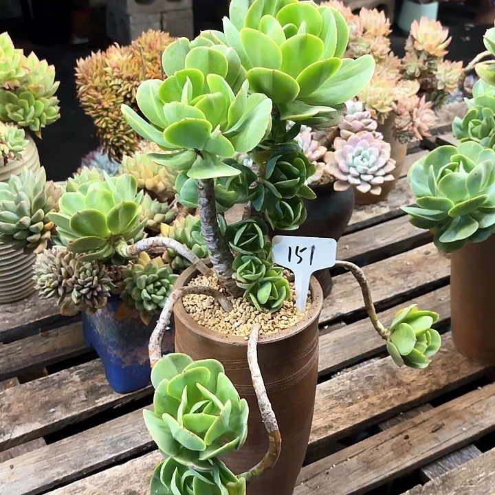 @***5多肉植物，鸡蛋碧桃151号