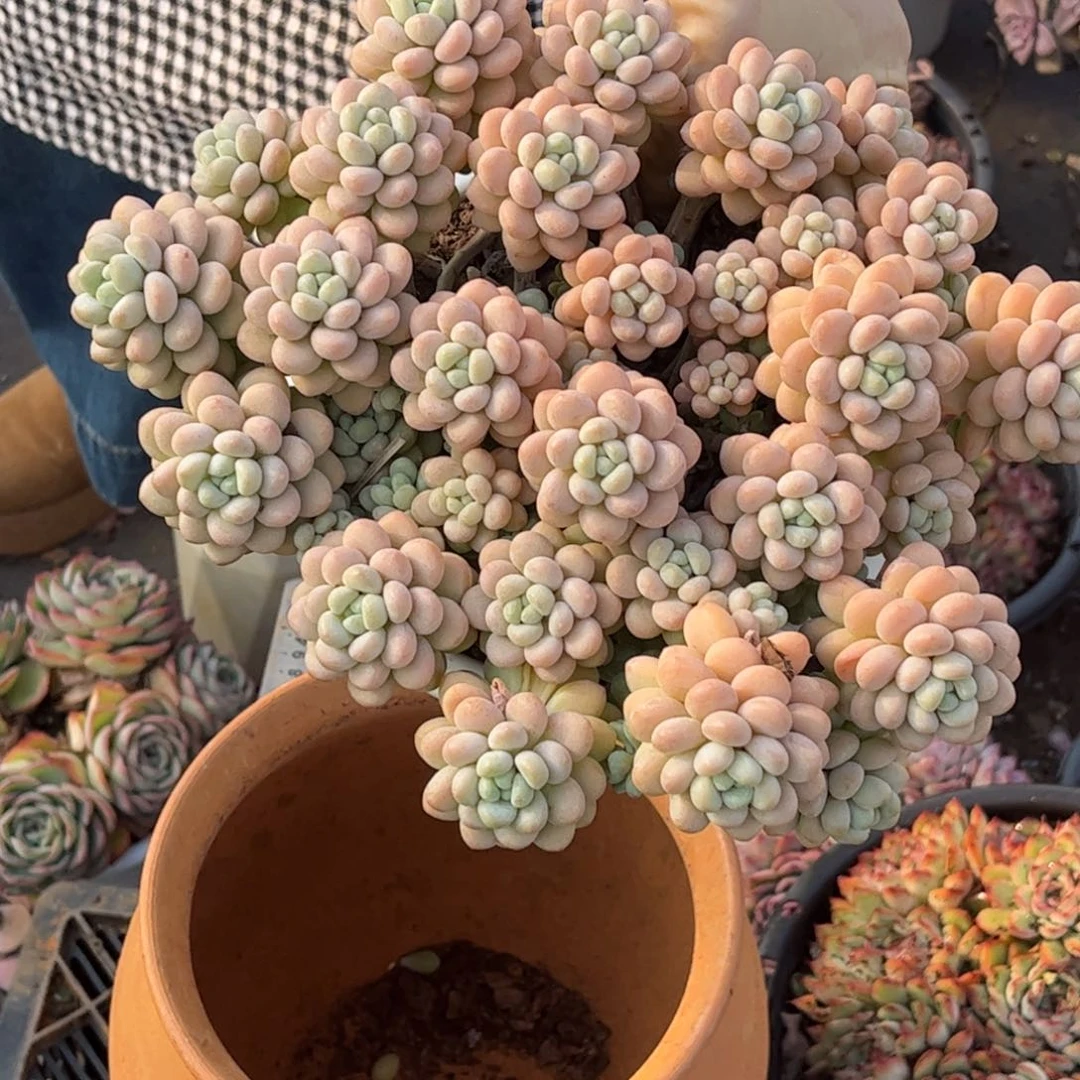 洛可可一颗一单包邮