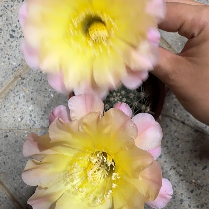 238彩草根掰花脱土发货斑